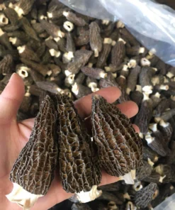 blonde morel mushrooms for sale near me , were to buy blond morel Sourced from pristine natural environments, our Grade A morels are selected for their size