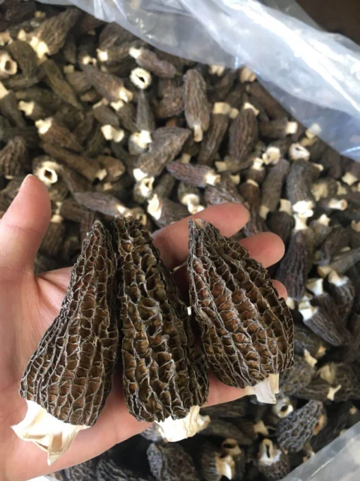 blonde morel mushrooms for sale near me , were to buy blond morel Sourced from pristine natural environments, our Grade A morels are selected for their size