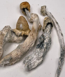Albino Penis Envy Shrooms where can i buy Albino Penis Envy Shrooms , legit website for Albino Penis Envy Shrooms are Albino Penis Envy Shrooms