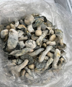 yeti mushrooms​ Yeti delivers a blend of vivid visuals, expanded consciousness, and intense i yeti mushrooms shroomery​ for sale near me