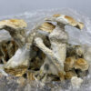 Grape Ape Shrooms Experience the vivid essence of Grape Ape Shrooms, a striking and powerful psilocybin mushroom strain celebrated for its rich purple tones