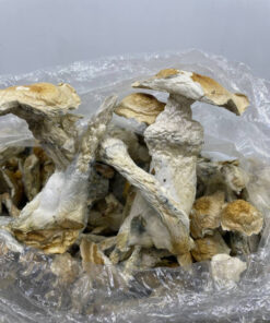 Grape Ape Shrooms Experience the vivid essence of Grape Ape Shrooms, a striking and powerful psilocybin mushroom strain celebrated for its rich purple tones