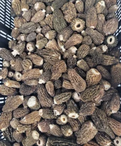 best frozen mushrooms online for sale, were can i buy Wild Morel Mushrooms Morels are among the most sought-after wild mushrooms for cooking,